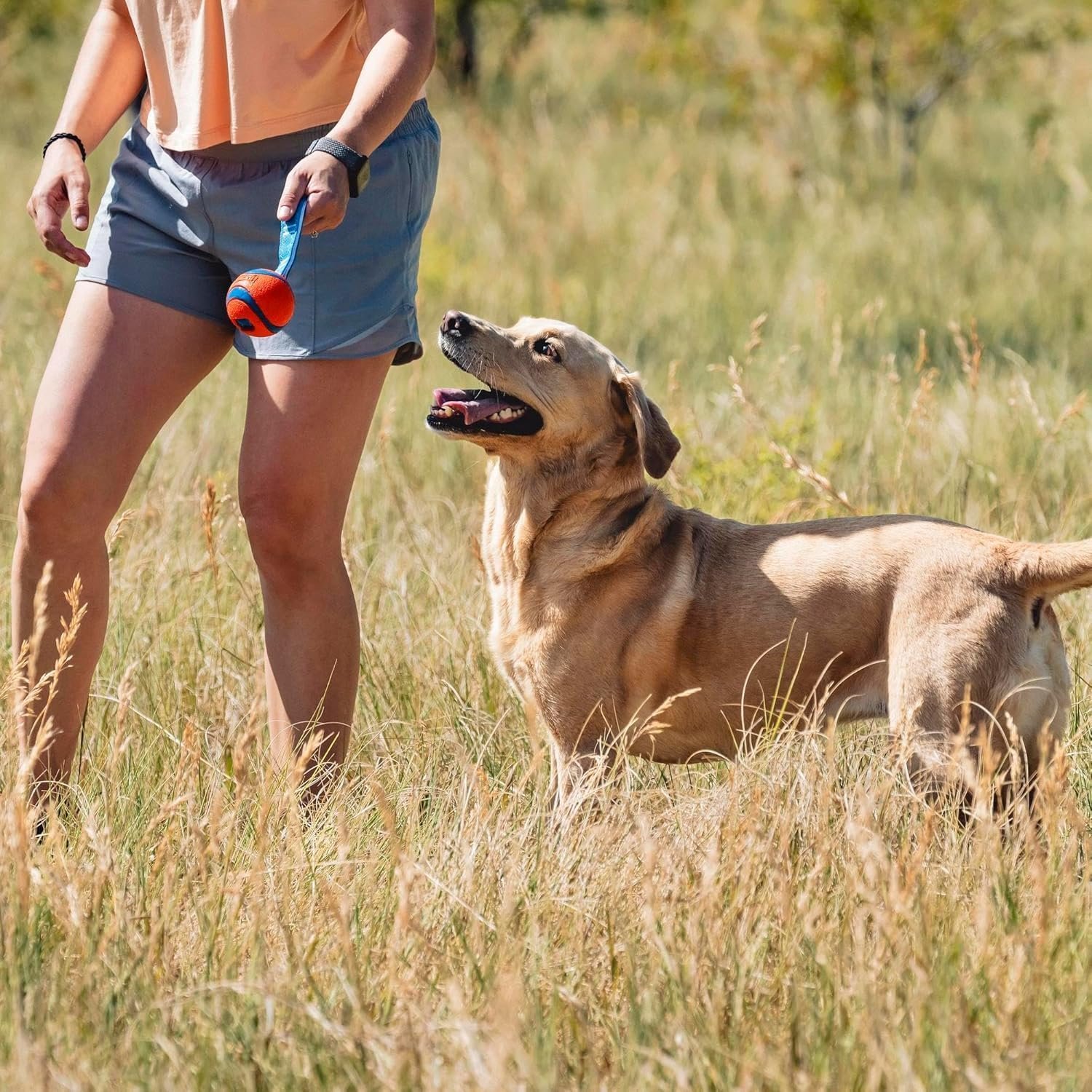 Chuckit! Ultra Tug Dog Toy With Rubber Ball Tug Of War Interactive Fetch Toy for Dogs, Small - Image 5